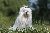 BICHON MALTAIS - MALTESE